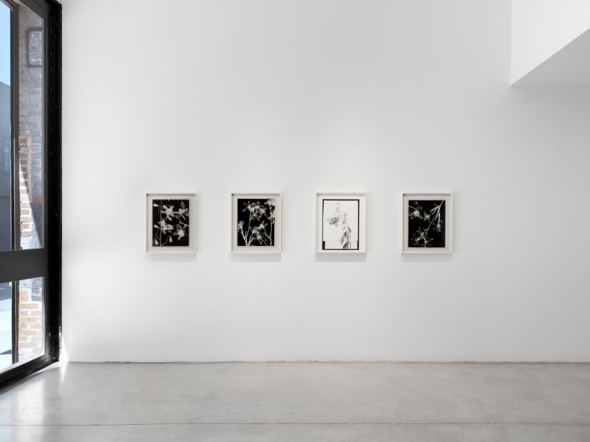 Lisa Oppenheim: Ourselves and the Expression of Ourselves: Tanya Bonakdar Gallery, New York